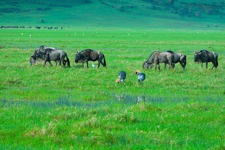 En dagstur Safari til Tarangire National Park