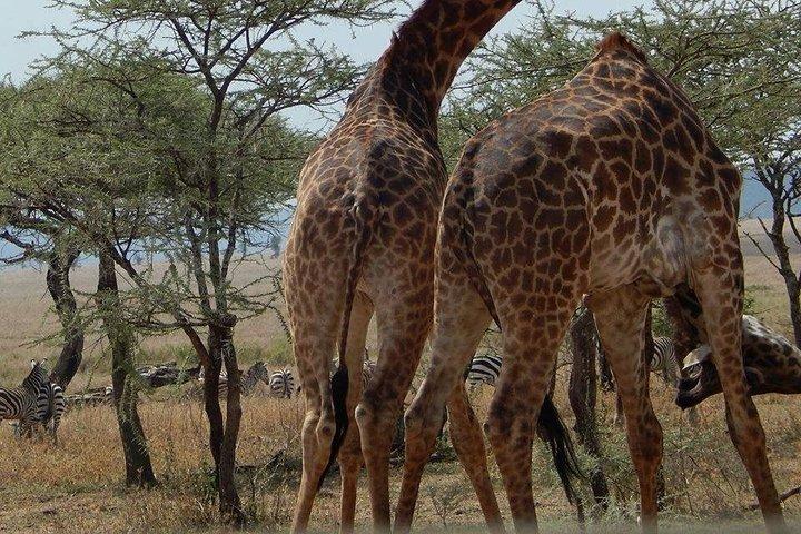 7-Daagse Mid-Range Lodge Safari naar Lake Manyara, Serengeti, Ngorongoro en Tarangire