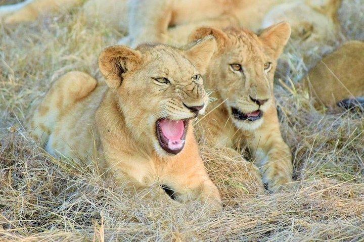 5 días de lujo Lodge Safari a Lake Manyara / Tarangire, Serengeti y Ngorongoro.