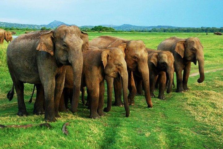 Safari privato per l'intera giornata a Minneriya e Kaudulla