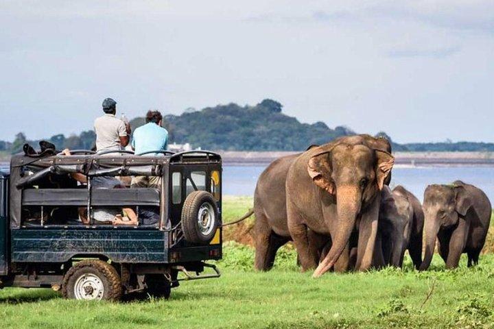 Ganztägige private Safari der Nationalparks Minneriya und Kaudulla