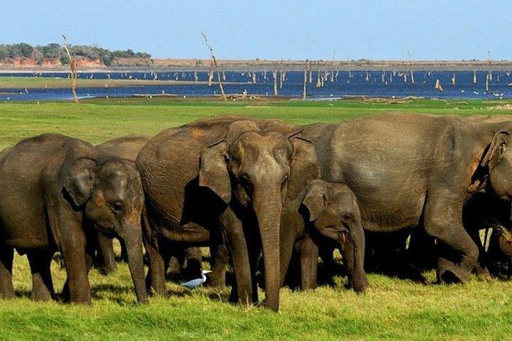 Safari privato per l'intera giornata a Minneriya e Kaudulla