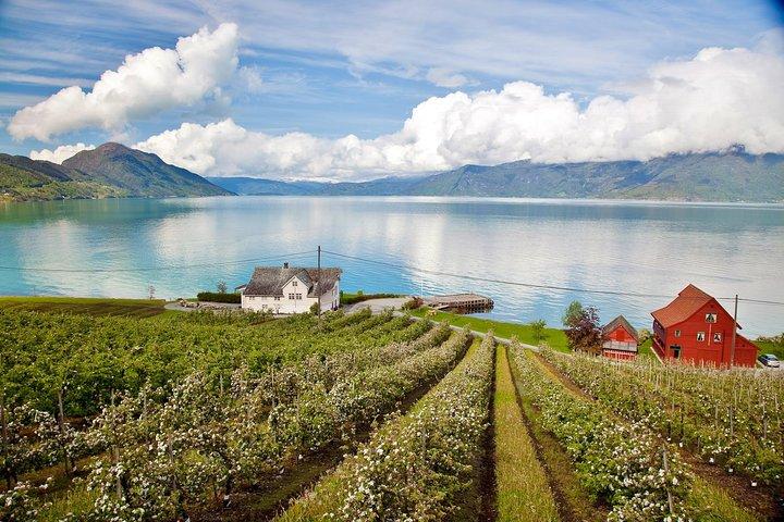 ERSTAUNLICHER HARDANGER: Private Hin- und Rückfahrt mit der Fjordkreuzfahrt - ab Bergen, 11 Stunden