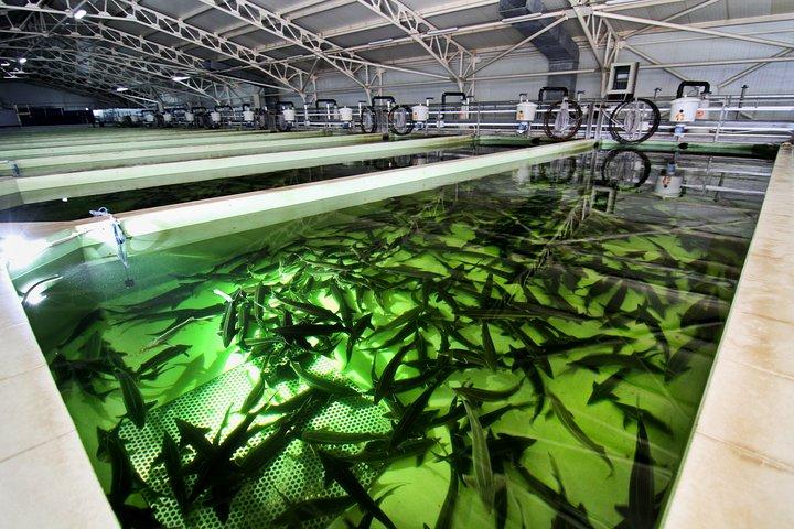 Visite du caviar noir et du vin mousseux