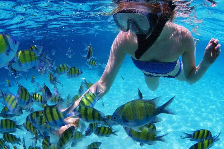 Snorkla i det näst största revet i världen Färgglad tur i Puerto Morelos