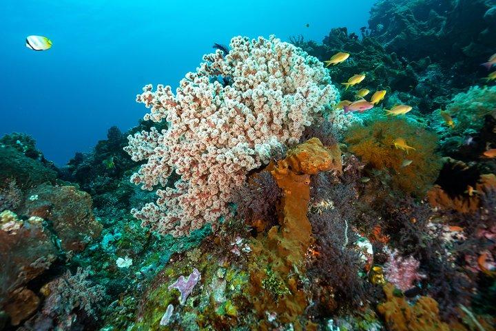 Snorkeling nel parco marino di Menjangan - Scopri l'abbondante vita marina di Pemuteran