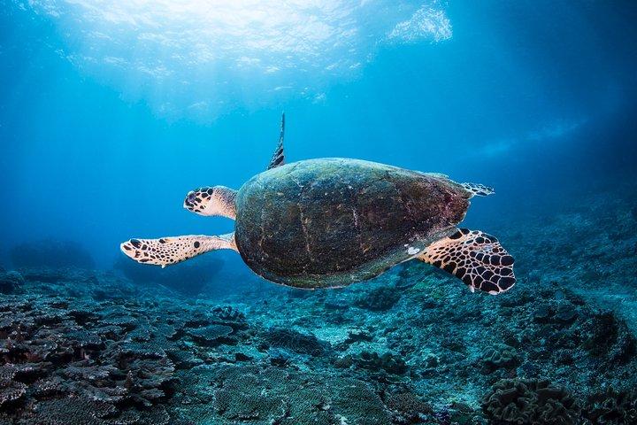 Snorkeling nel parco marino di Menjangan - Scopri l'abbondante vita marina di Pemuteran