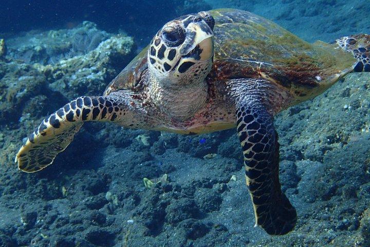 ムンジャンガン海洋公園でのシュノーケリング-ペムテランの豊富な海洋生物を発見