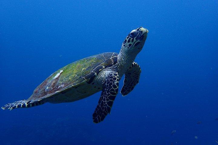 ムンジャンガン海洋公園でのシュノーケリング-ペムテランの豊富な海洋生物を発見