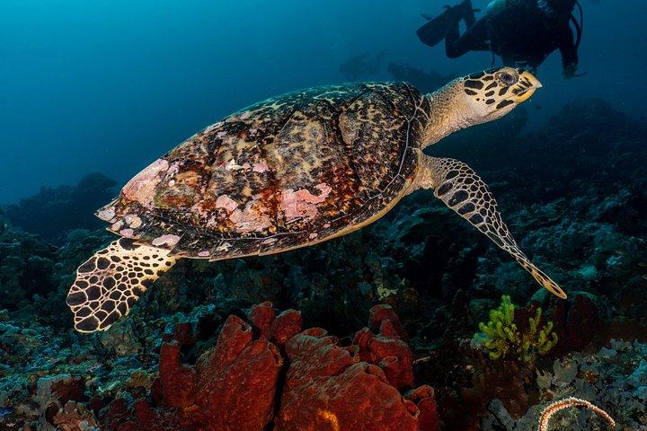 ペムテランのオープンウォーターコース-バリ島で認定を受ける