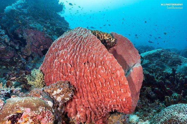 ペムテランのオープンウォーターコース-バリ島で認定を受ける