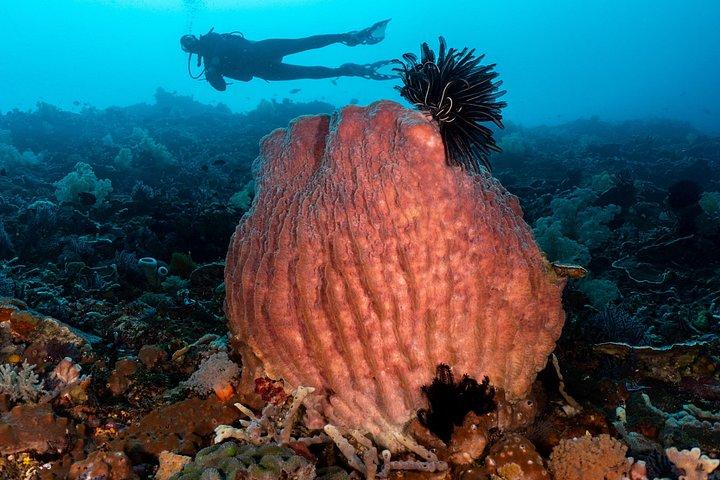 オープンウォーター+上級コース-バリ島ペムテランのプレミアム認定パッケージ