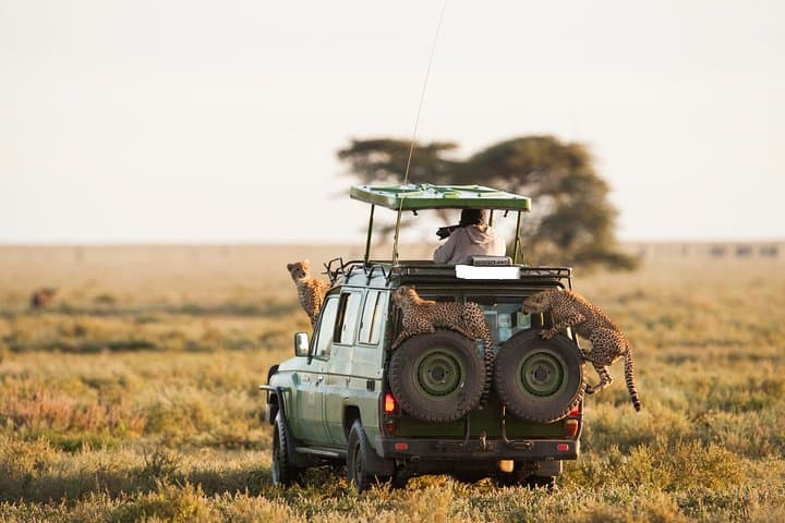 6-Day Best Kenya Safari: Samburu, Lake Nakuru & Masai Mara Park