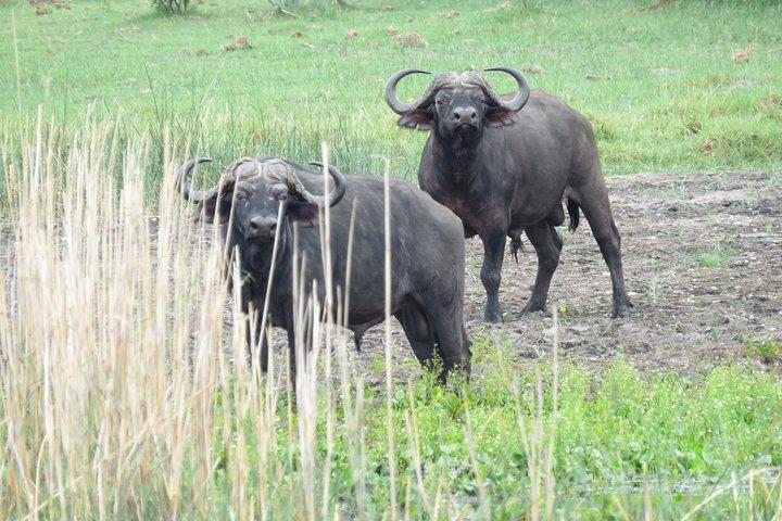 Johannesburg oder Gaborone nach Maun: 5-tägige Nashorn-, Diamanten- und Okavango-Delta-Tour