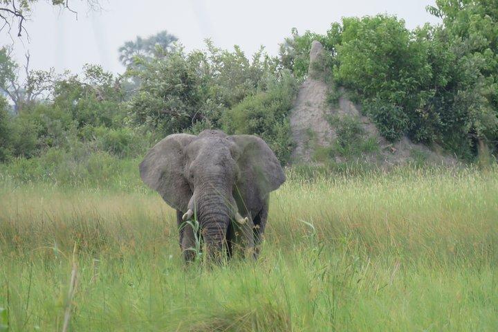 2 泊のオカバンゴ デルタ モコロ ワイルド キャンピング ツアー、オールインクルーシブ