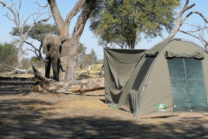 3日間の荒野トレイル：モレミ、クワイ、イーストオカバンゴデルタ-WildCamping Safari