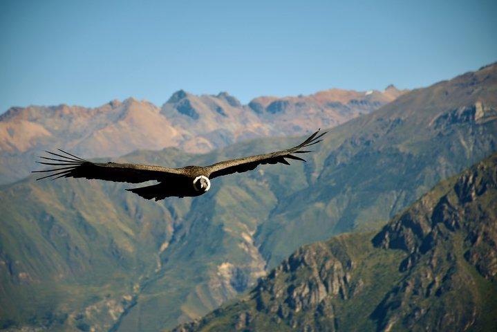 2 dage 1 nat - Colca Canyon-trek fra Arequipa