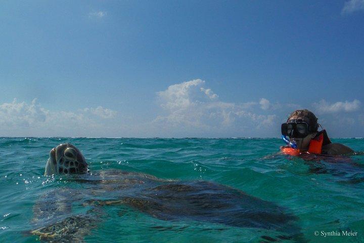 Tour privado de snorkel con tortugas marinas