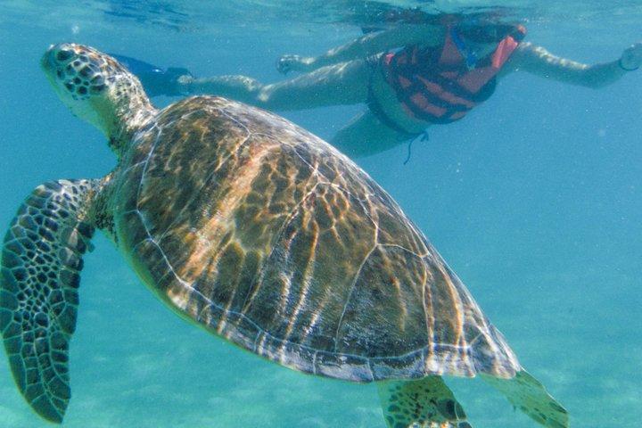 Tour privado de snorkel con tortugas marinas