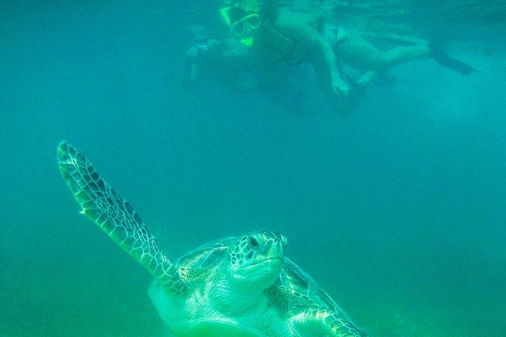 Tour privado de snorkel con tortugas marinas
