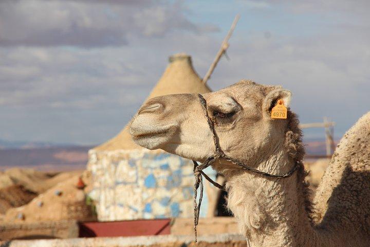3 dages tur: Dale i det sydøstlige Marokko & Erg Chebbi fra Marrakech
