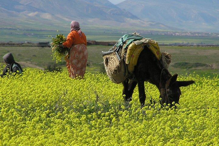 Private Day Trip to the Zat Valley from Marrakech.