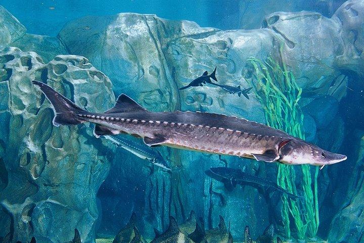 Private Tour durch das Shanghai Ocean Aquarium Yu Garden und den Oriental Pearl Tower