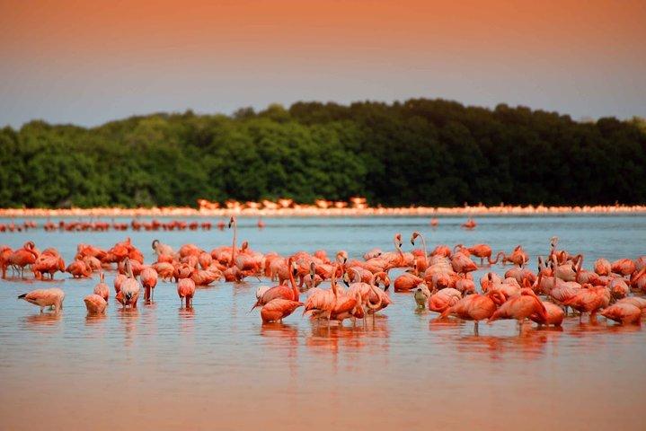 植民地都市バリャドリッド、ピンクのラスコロラダス、ピンクのフラミンゴ