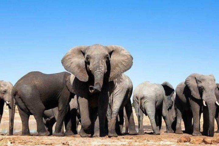 LE CAP À ADDO ELEPHANTS - Tour Chauffeur Drive : 6 jours