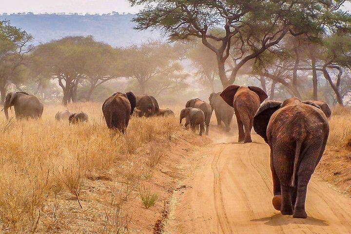 Den ultimative safari i Tanzania