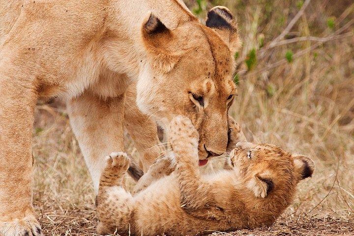 2-dages Tarangire National Park & Ngorongoro Crater Safari