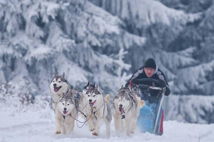 Husky Sleigh Rides experiência -