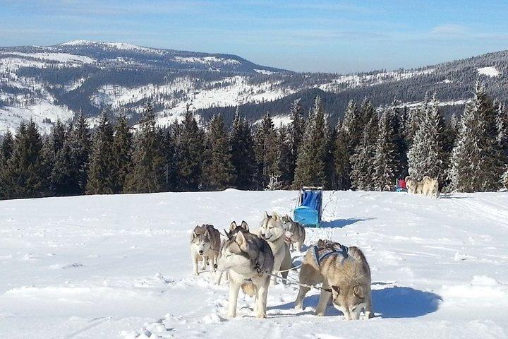 Husky Sleigh Rides experiência -