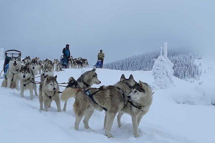 Husky Sleigh Rides experiência -