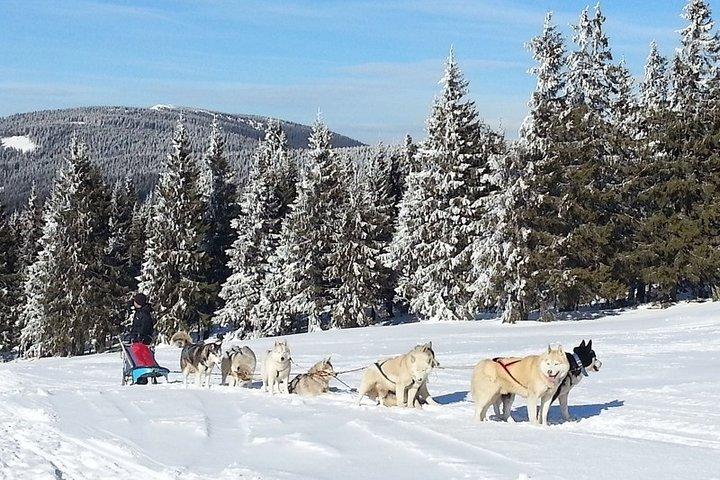 Husky Sleigh Rides experiência -