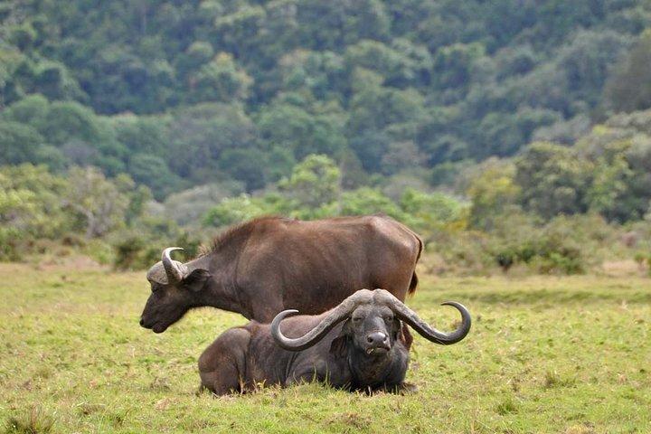 Arusha National Park Day Trip