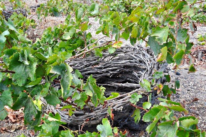 Santorini: Tour privado de cata de vinos