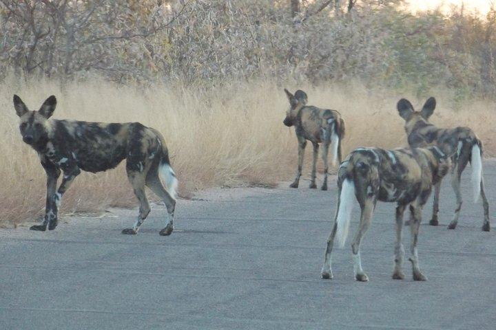 Krüger-Nationalpark – Sonnenuntergangs-Safari.
