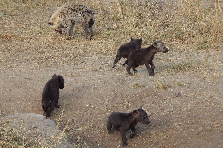 Krüger-Nationalpark – Sonnenuntergangs-Safari.