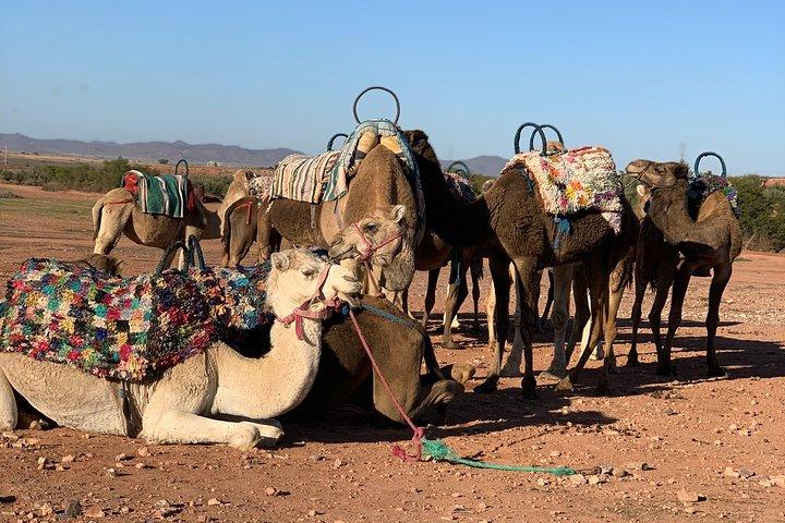 Agafay Desert Camel Ride - Half Day Trip - private tour