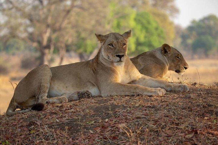 2 jours de safari aux parcs nationaux de Nyerere au départ de Zanzibar