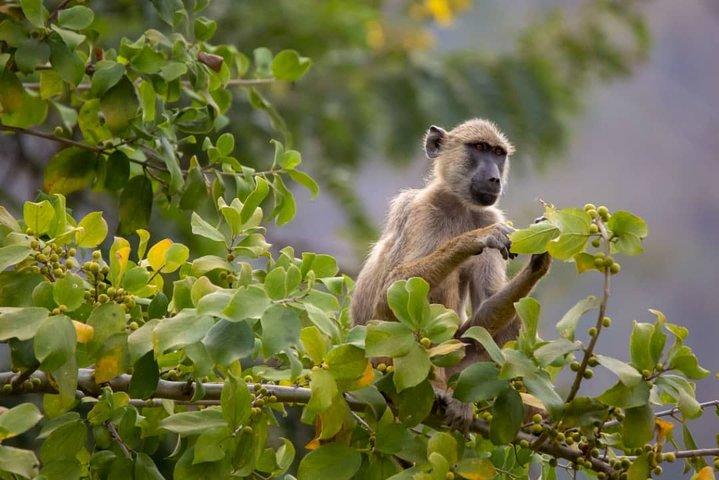 2 jours de safari aux parcs nationaux de Nyerere au départ de Zanzibar