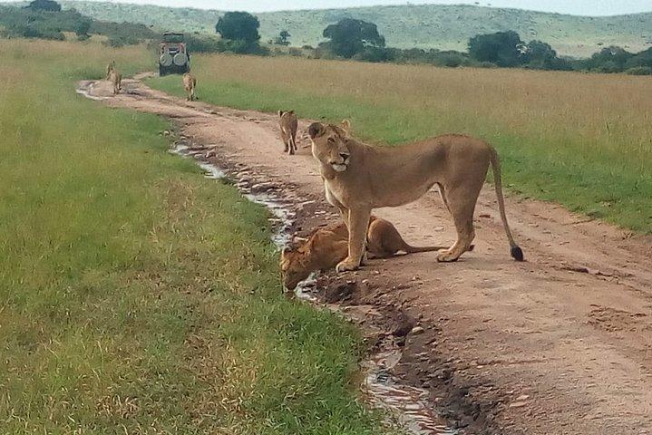 Mombasa & Diani: Rejser til Tsavo Park