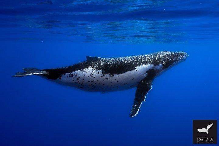Observación de ballenas jorobadas y fauna marina de Moorea