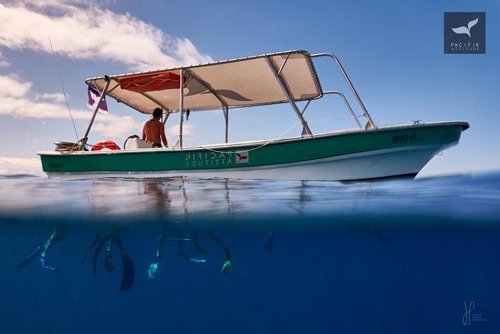 Observación de ballenas jorobadas y fauna marina de Moorea