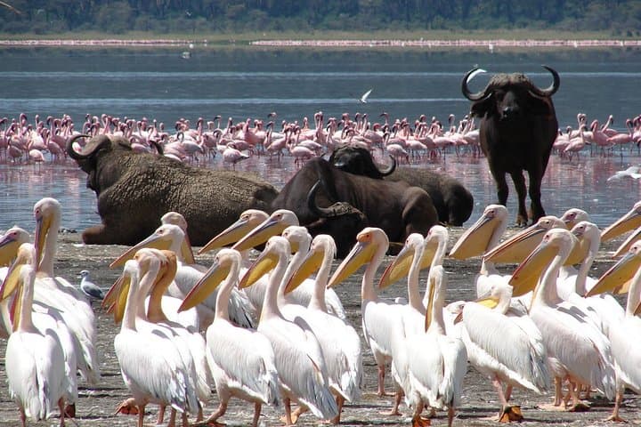 5-Days Masai Mara & Lake Nakuru Lodge Safari