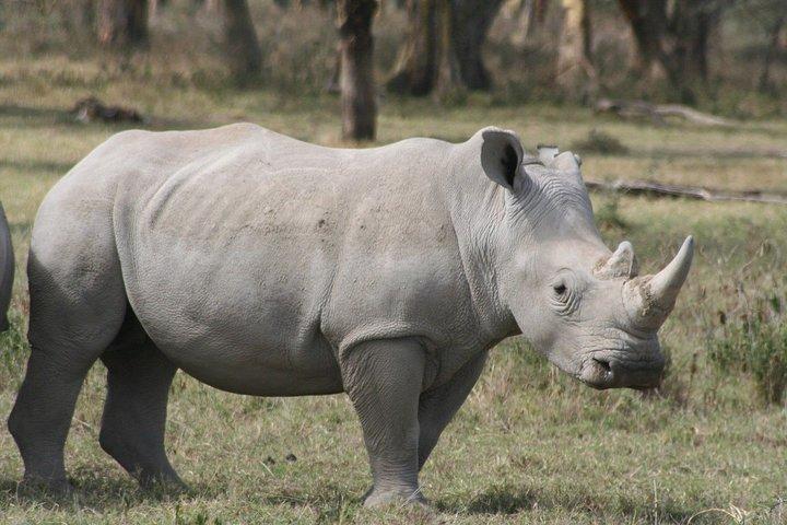 ナクル湖国立公園とナイバシャ湖でのボート ライド ナイロビからの日帰りツアー