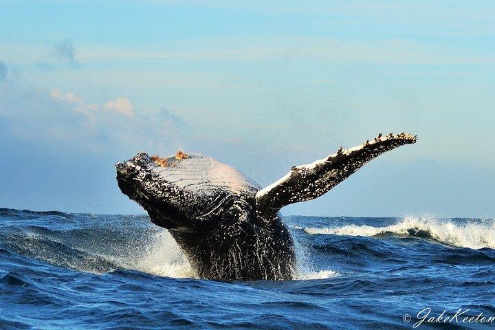 Crociera con balene, delfini e pinguini
