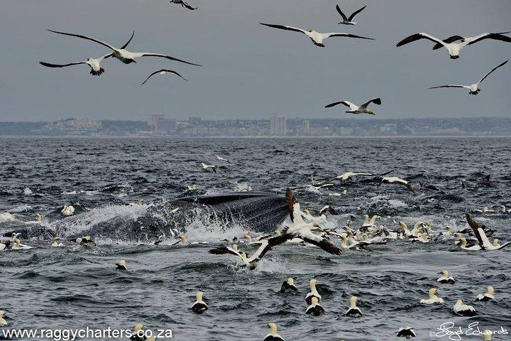 Crociera con balene, delfini e pinguini