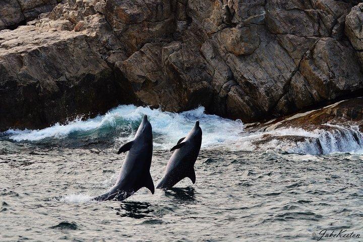 Crociera con balene, delfini e pinguini